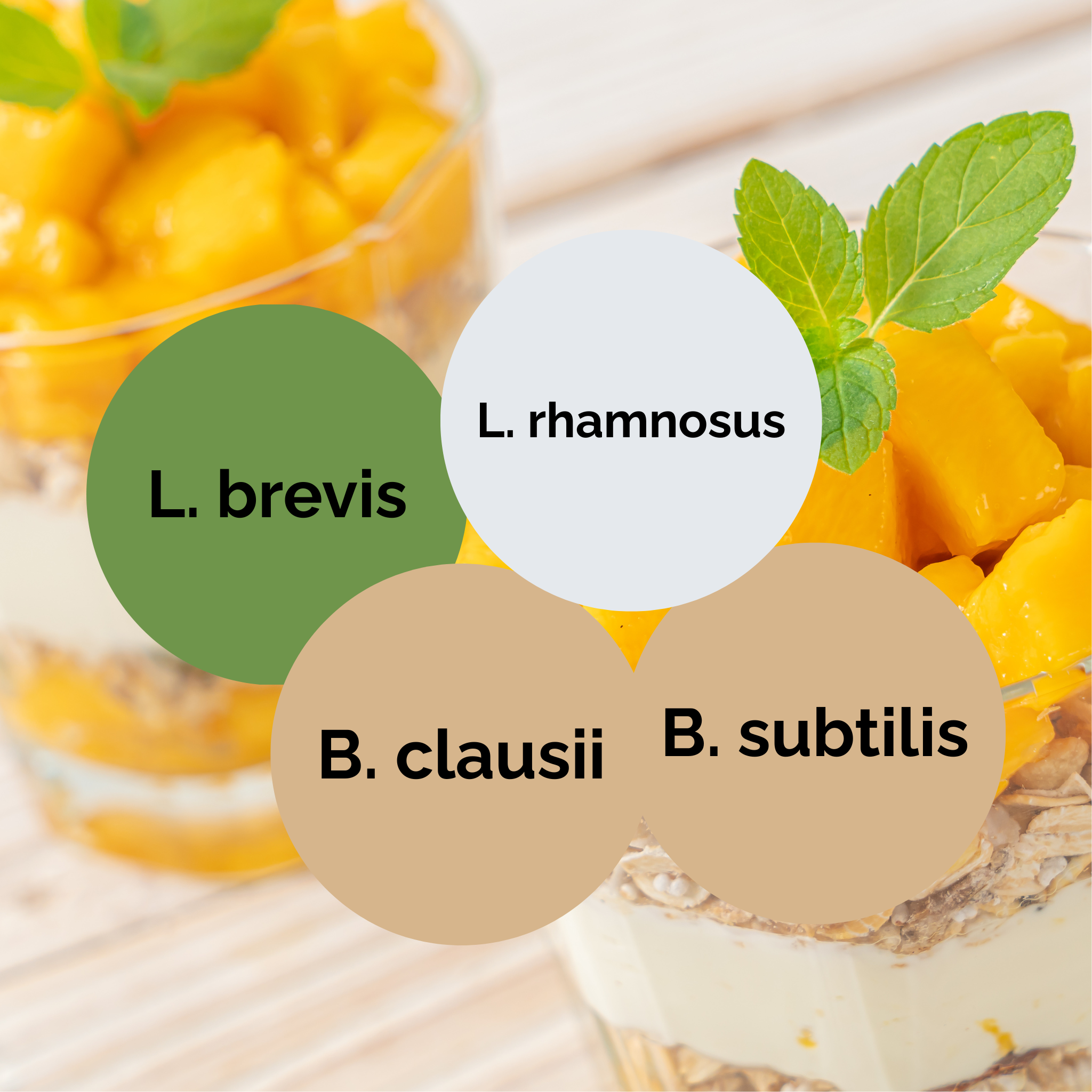 L. brevis + L. rhamnosus + B. subtilis + B. clausii | Σετ Εκκίνησης Γιαούρτι | Εκκινητικές Καλλιέργειες | Πακέτο 3 τεμαχίων
